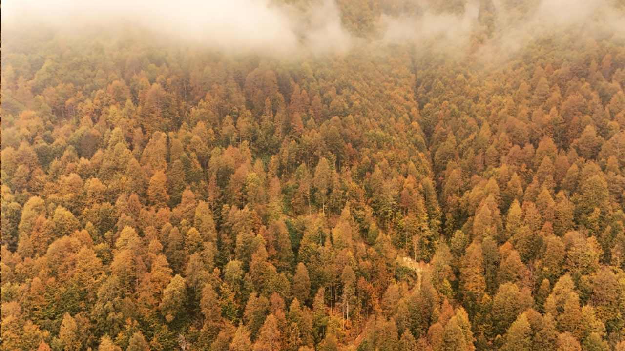 Doğu Karadeniz'in Sonbahar Güzellikleri