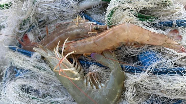 Hatay'da Jumbo Karides Avcılığı: Aile Geleneği ve Ekonomik Katkı