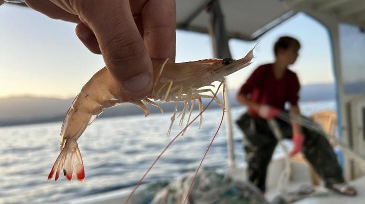 Hatay'da Jumbo Karides Avcılığı: Aile Geleneği ve Ekonomik Katkı