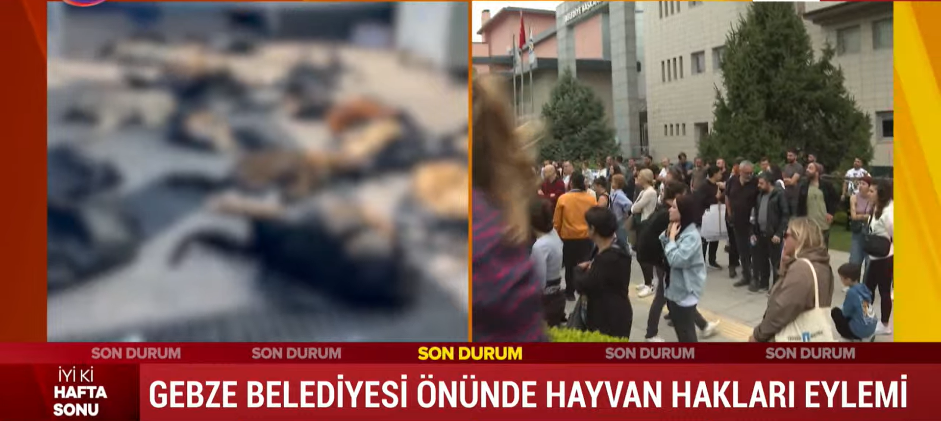 Hayvan Hakları Savunucularından Tepkiler