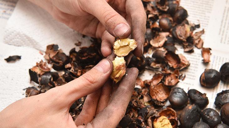 Kestanenin Faydaları ve Kullanım Alanları