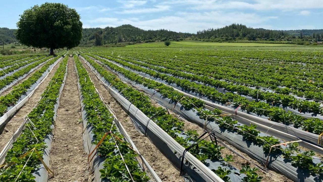 Mikroplastik Tehlikesi: Tarımda Yeni Bir Sorun