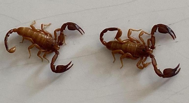 Yeni Akrep Türü Keşfi: Euscorpius gulhanimae