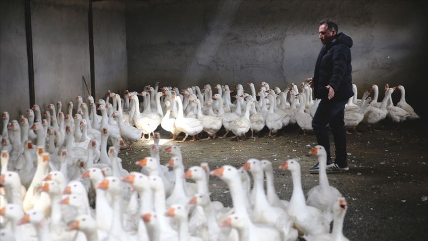 Aksaray'da Anadolu Kaz İçin Yeni Gelişmeler