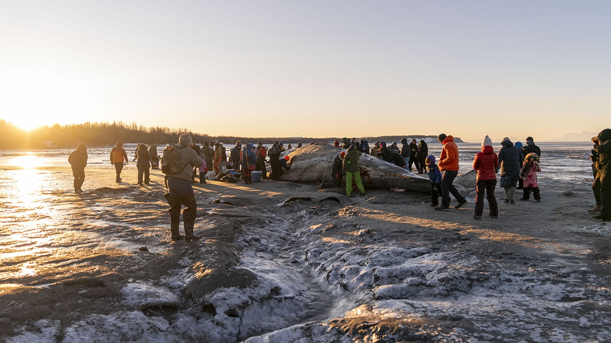 Alaska'da Karaya Vuran Dev Fin Balinası