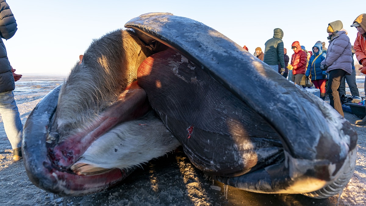 Alaska'da Karaya Vuran Dev Fin Balinası