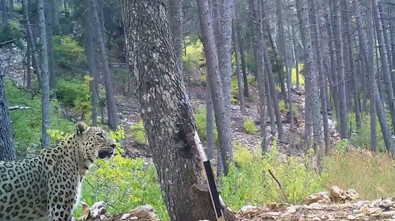 Anadolu Parsı'nın Büyüleyici Görüntüleri Paylaşıldı