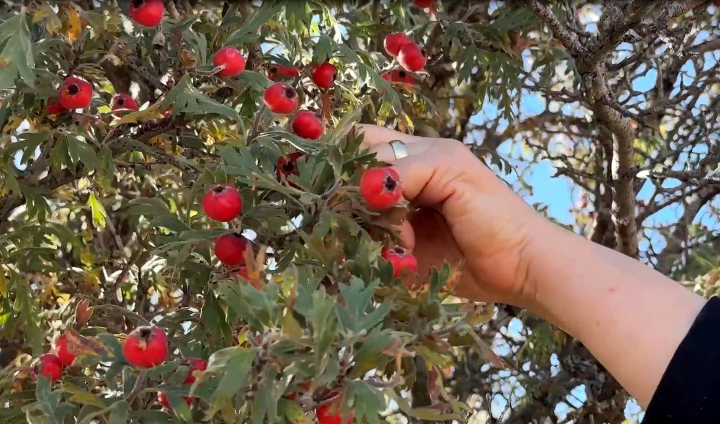 Bayburt'ta Kuşburnu Hasadı: Doğal C Vitamini Kaynağı