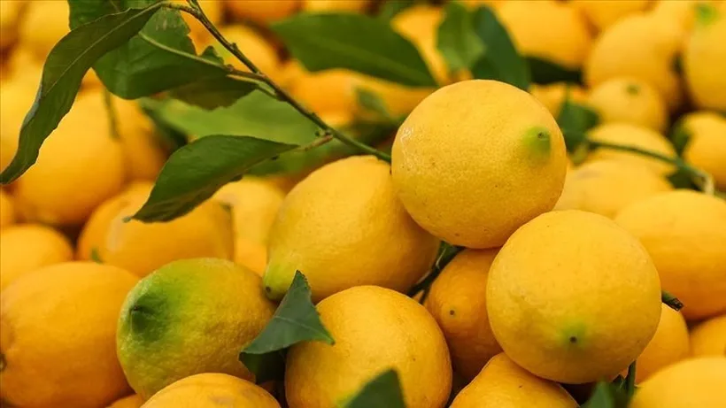 Limonun Faydaları ve Kullanım Alanları