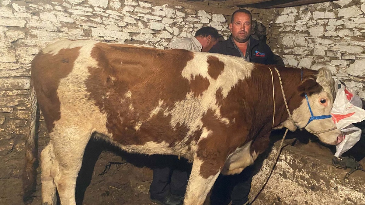 Manisa'nın Sarıgöl İlçesinde Kaçan İnek 42 Gün Sonra Bulundu