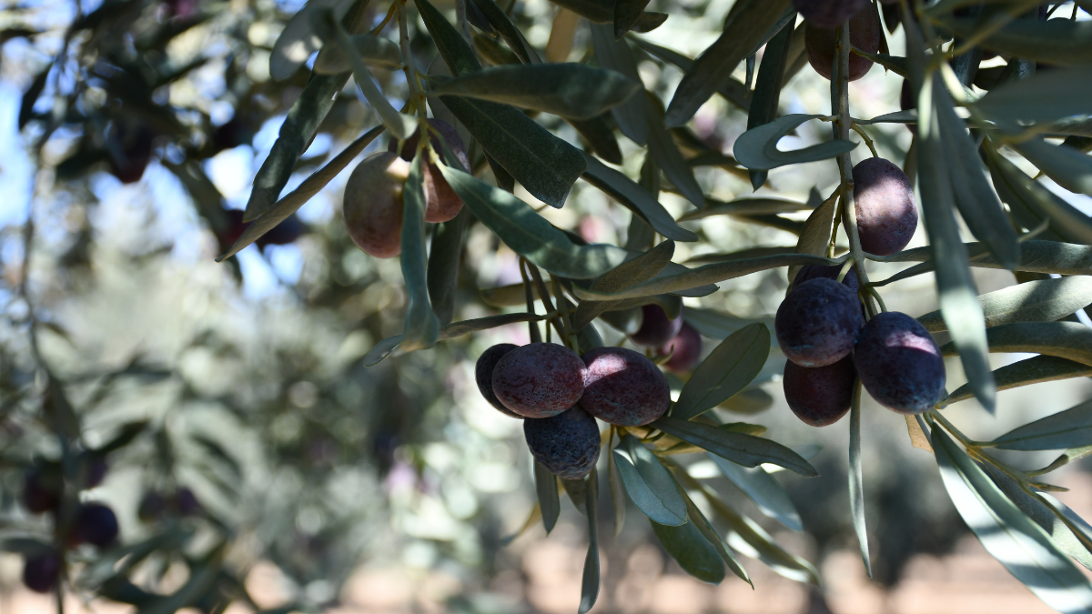 Osmaneli'de Zeytin Hasadı ve Üretim Çalışmaları