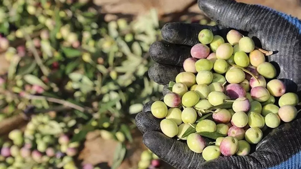 Tarım ve Orman Bakanı İbrahim Yumaklı'dan Zeytin Üretimine Dair Açıklamalar